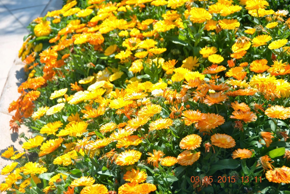 imagini hotel ROYAL HOLIDAY PALACE LARA